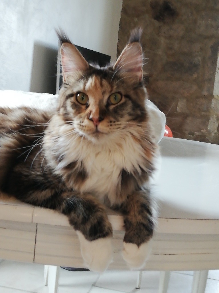 Maine Coon - Divina il guardiano