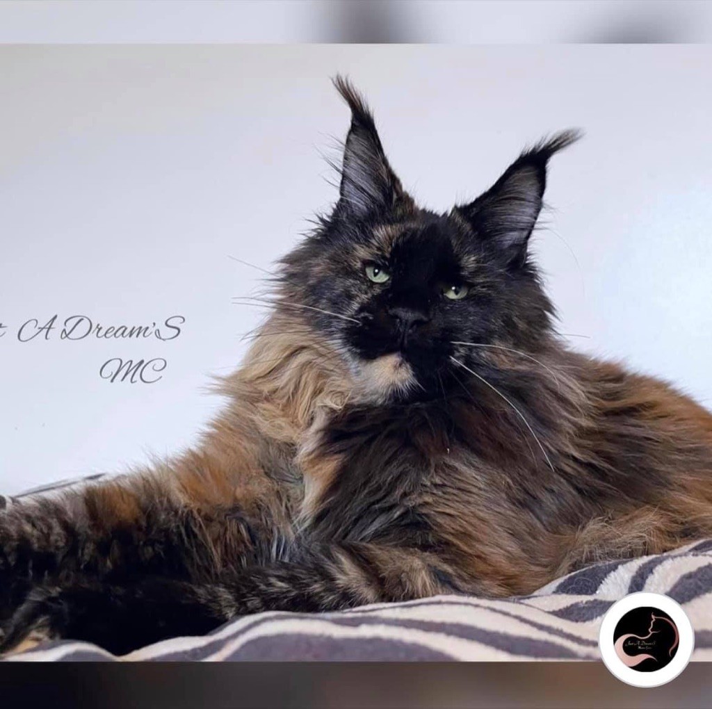 Maine Coon - Just A Dream's CAPTAIN COON VARVARA
