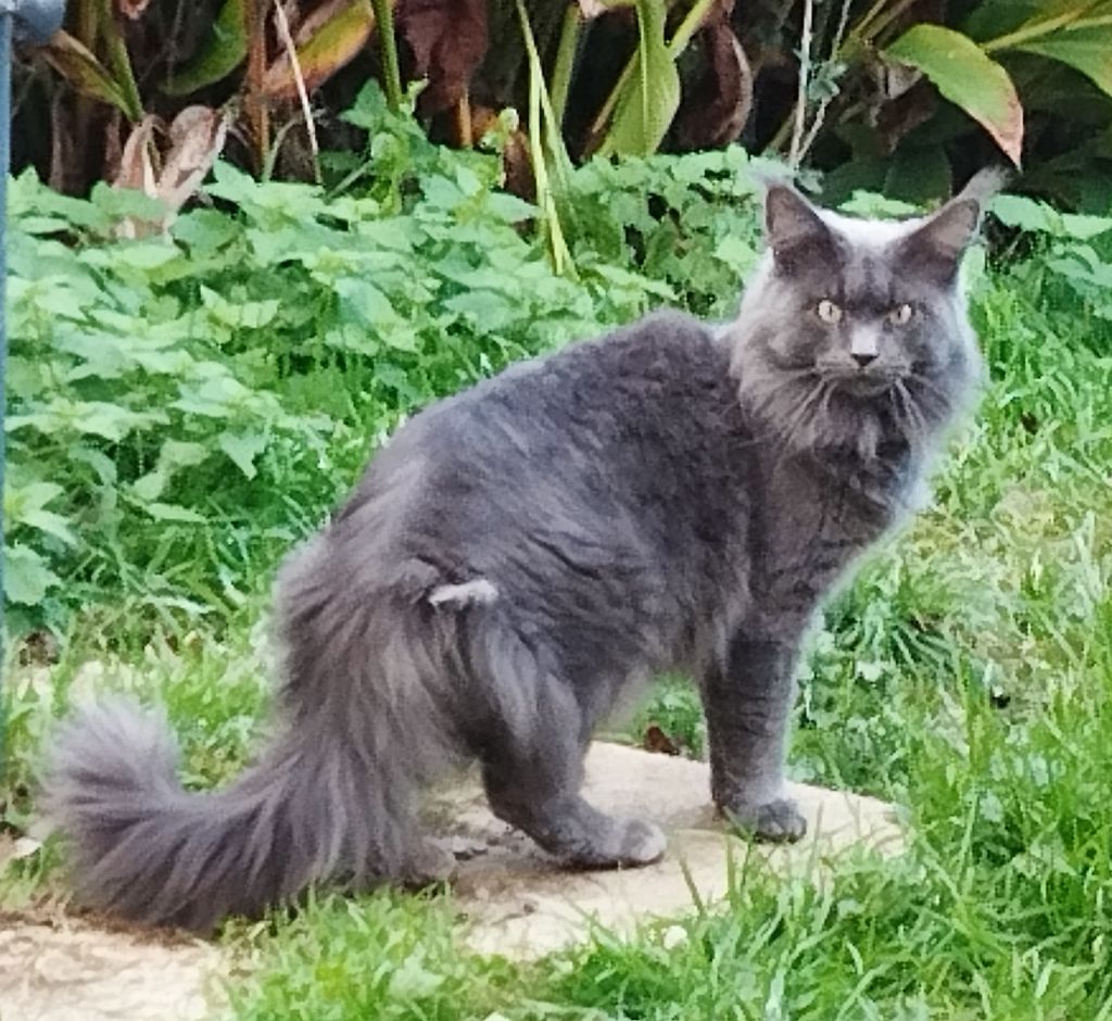 Maine Coon - Sherkann De La Hillane