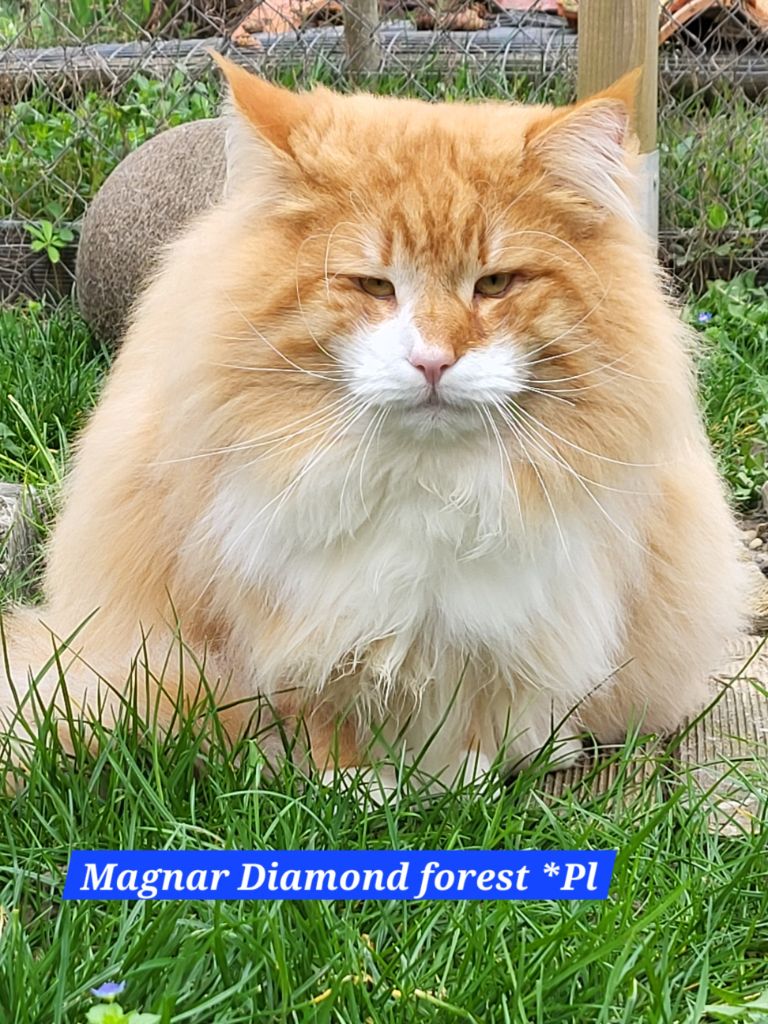 Norvégien - Magnar diamond forest