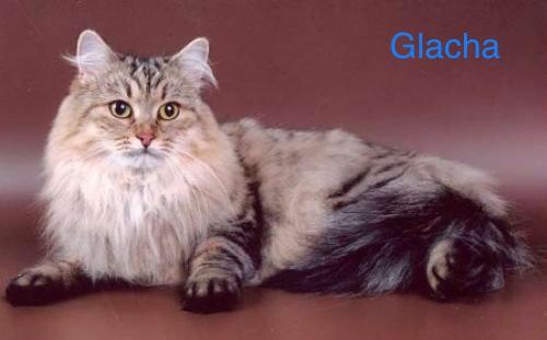Sibérien - CH. Glasha volzhskaya krasa