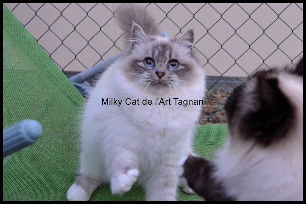 Sacré de Birmanie - Milky cat De L'art Tagnan
