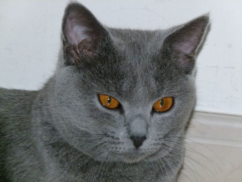 Chartreux - Tina des bleus de Jade