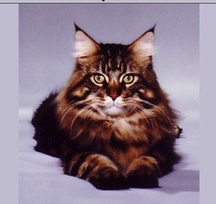 Maine Coon - CH. willowplace Starbuck