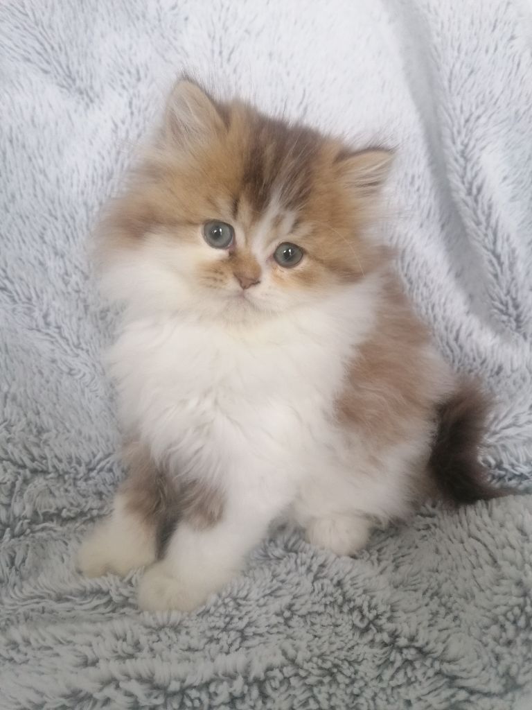 British Shorthair et Longhair - Sia Du Château Vieux