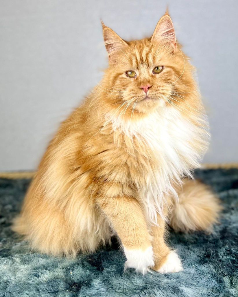 Maine Coon - coonfire She-ra