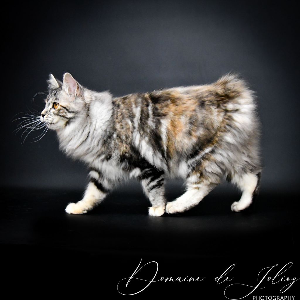 Kurilian Bobtail poil court et poil long - Sarah De Jolioz