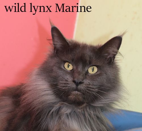Maine Coon - Wild Lynx Marine