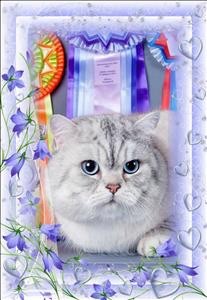 British Shorthair et Longhair - CH. Gr. int. kaizer rainbow cat city of valentain