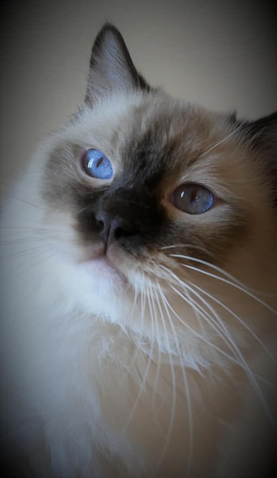 Ragdoll - Ragnar lodbrock de ragdolline cat's