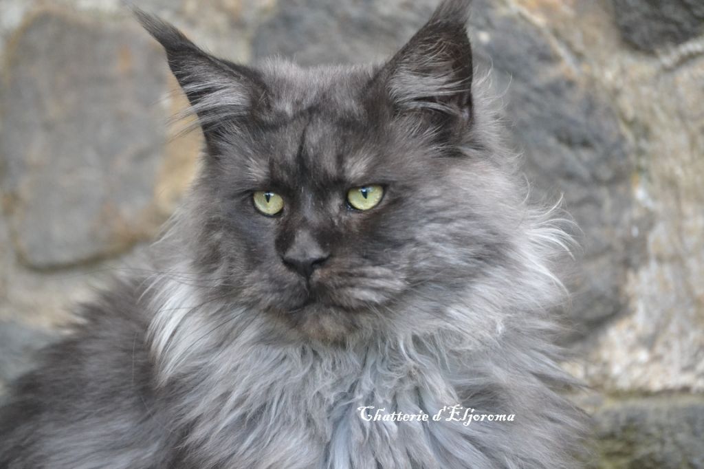 Maine Coon - Master icoonstyle