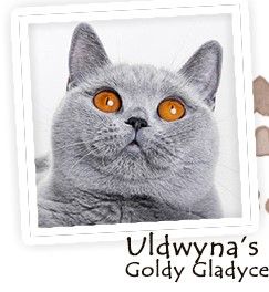 British Shorthair et Longhair - uldwyna's Goldy gladyce