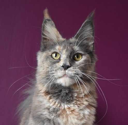 Maine Coon - Diss from tassel magic