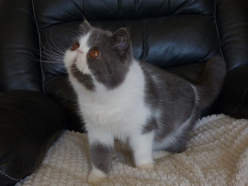 Les Exotic Shorthair de l'affixe de la vallée rose