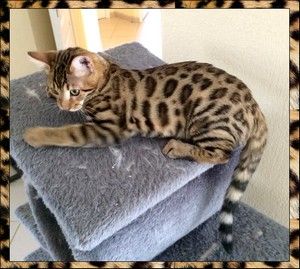 Bengal - tictacbengal L'Maijdee