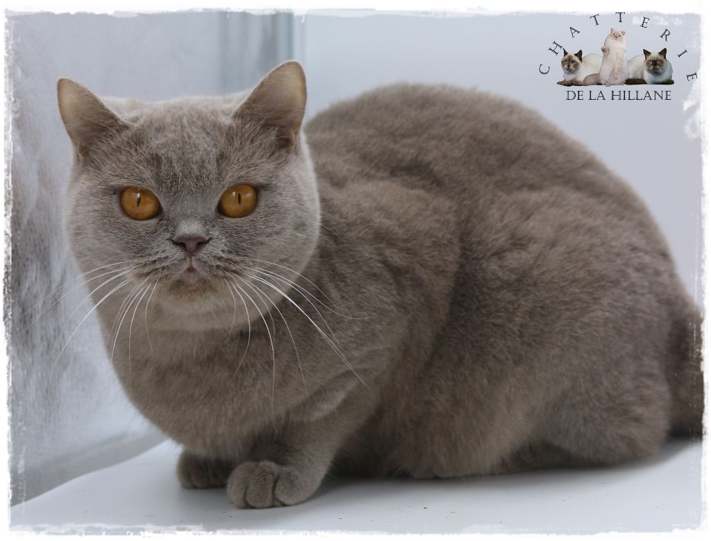 British Shorthair et Longhair - Mimi Mathy De La Hillane