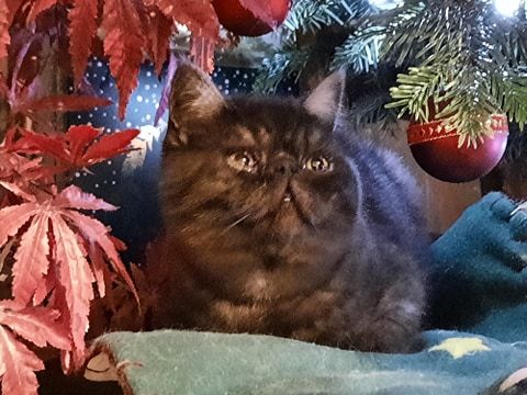Exotic Shorthair - Roswell Angeaudranne