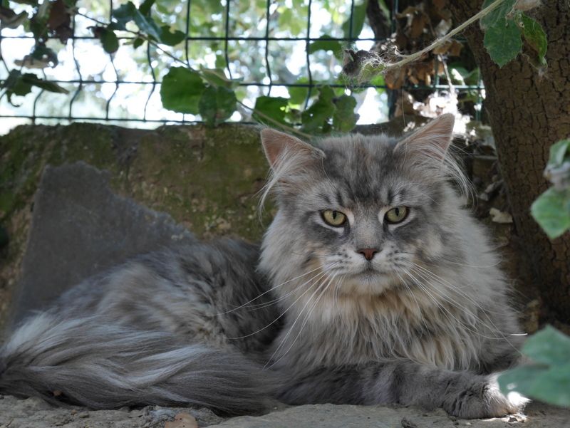 Maine Coon - Mad max D'aigrefeuille