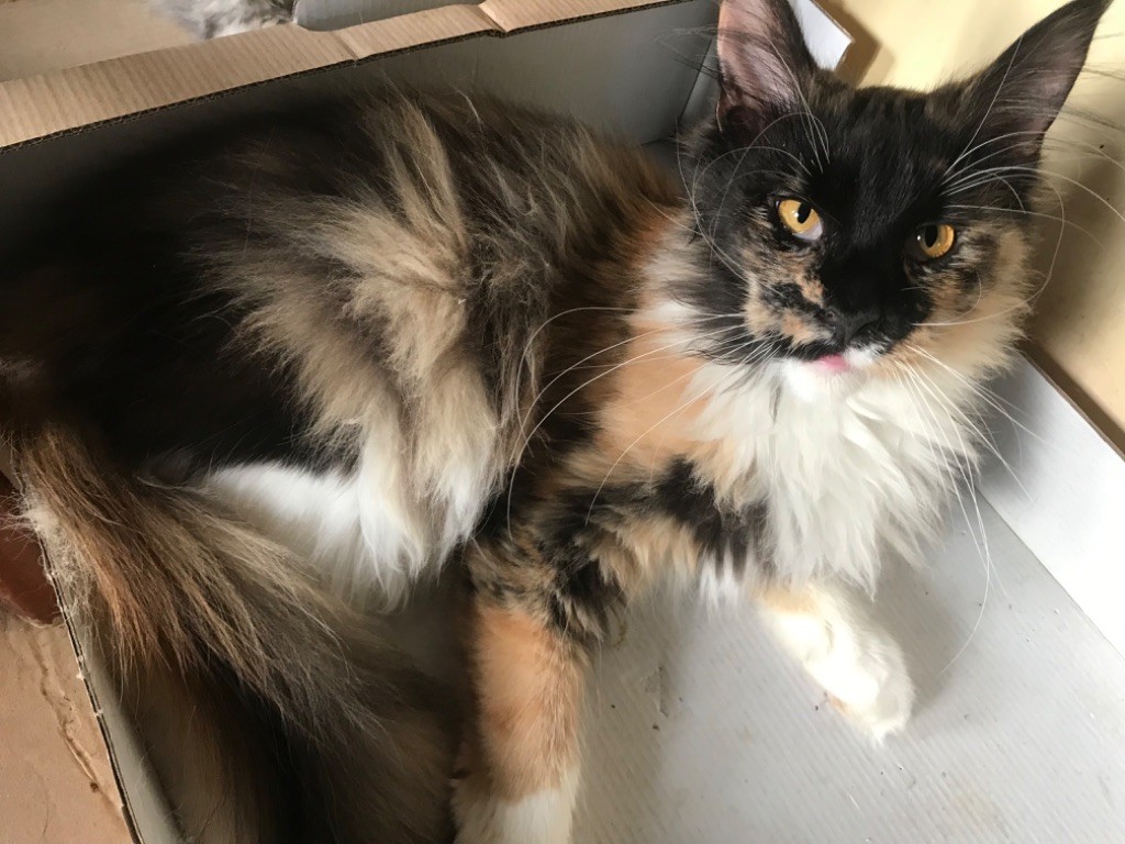 Maine Coon - Rose alba Du Royaumdautecour