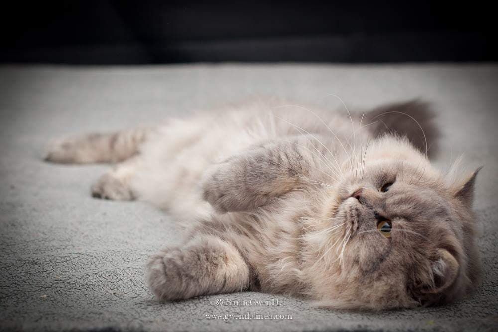 Scottish Fold - CH. ange ou démon's Neptune