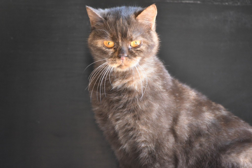 British Shorthair et Longhair - CH. Snackie Des Nordistes Gersois