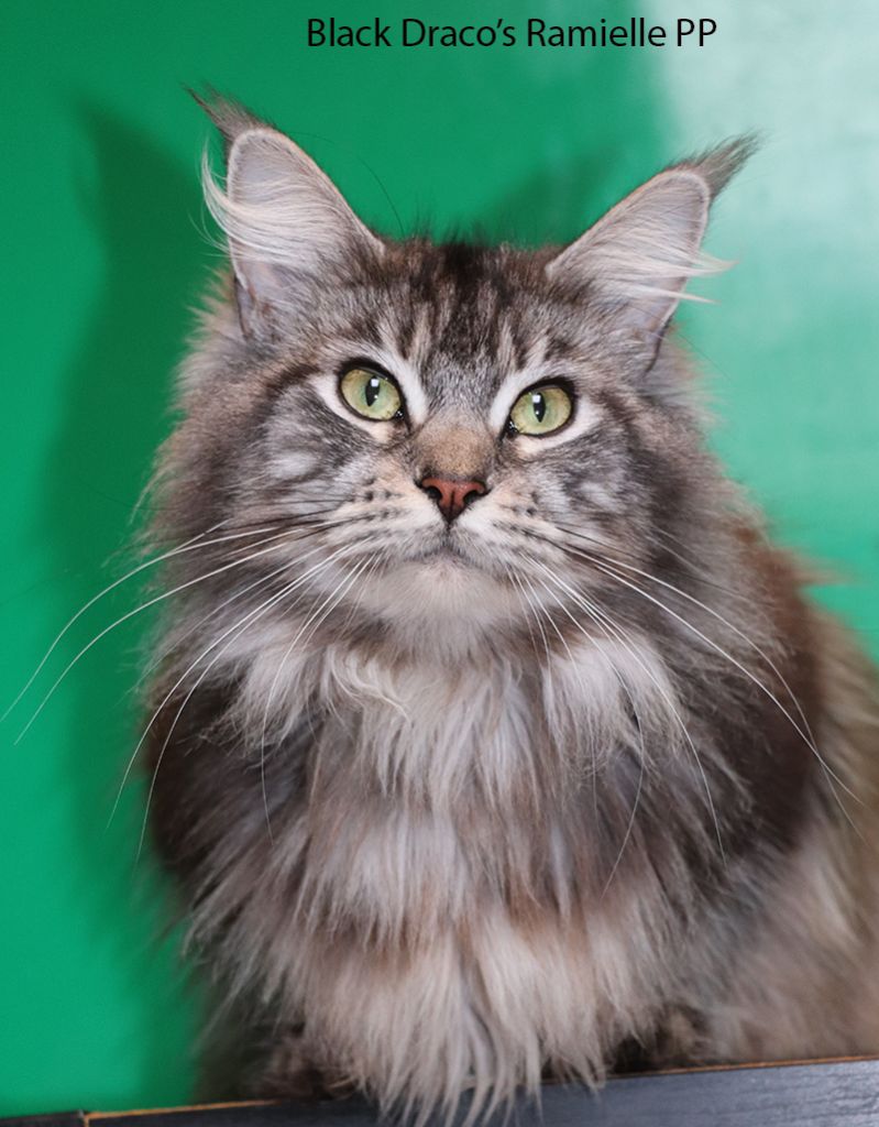 Maine Coon - Ramielle pp Black Draco's