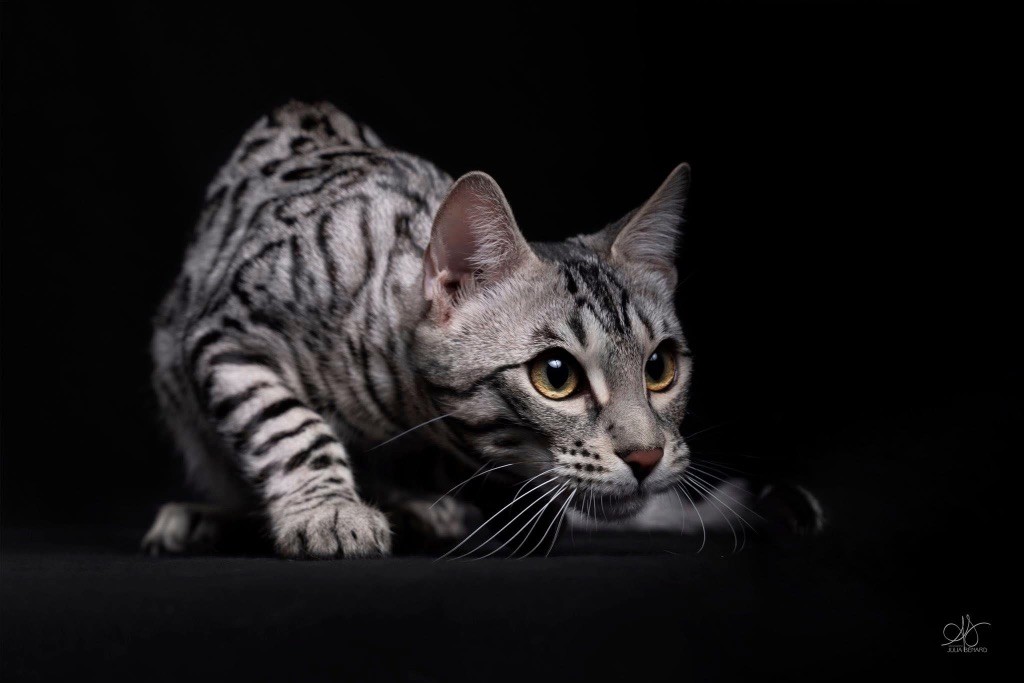 Bengal - Angmar De Bengal’s Throne