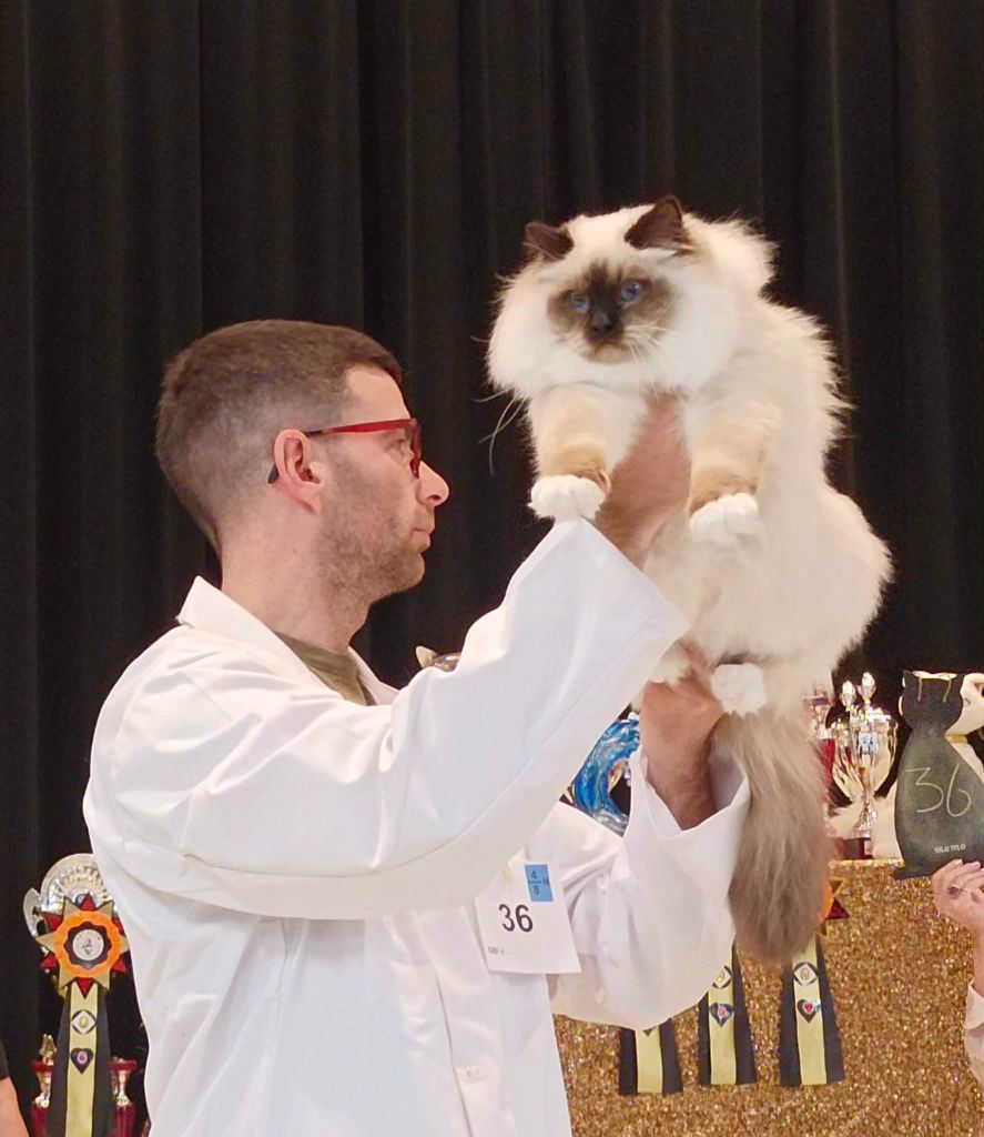 CH.  KittenCh. JuniorCh. JUNIOR WINNER Amour Du  Comte De Bordeaux
