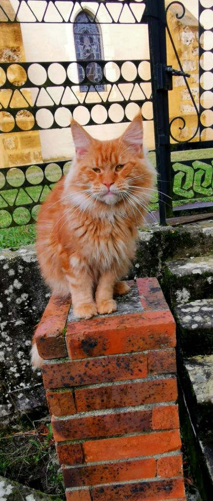 Maine Coon - CH. Rodriguez of wildcatstyle