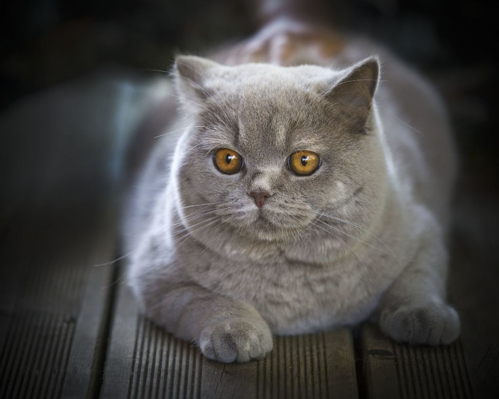 British Shorthair et Longhair - CH. Eli's Farm Ron weasley