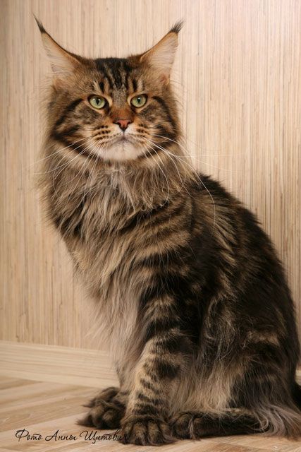 Maine Coon - justcoons Rene mathis