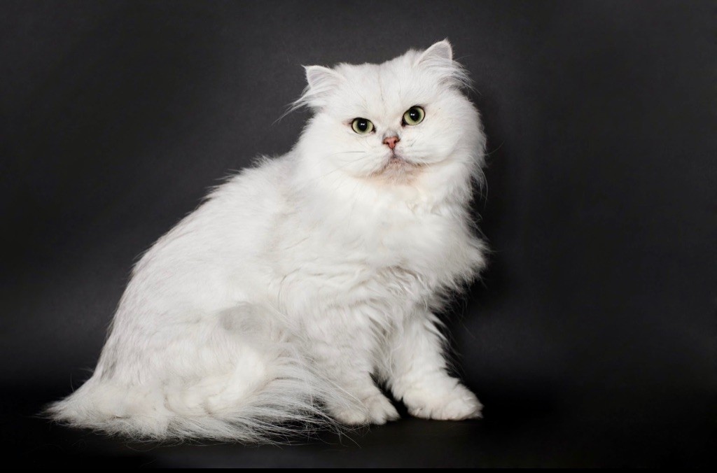 British Shorthair et Longhair - CH. brooksfield ship Edwige