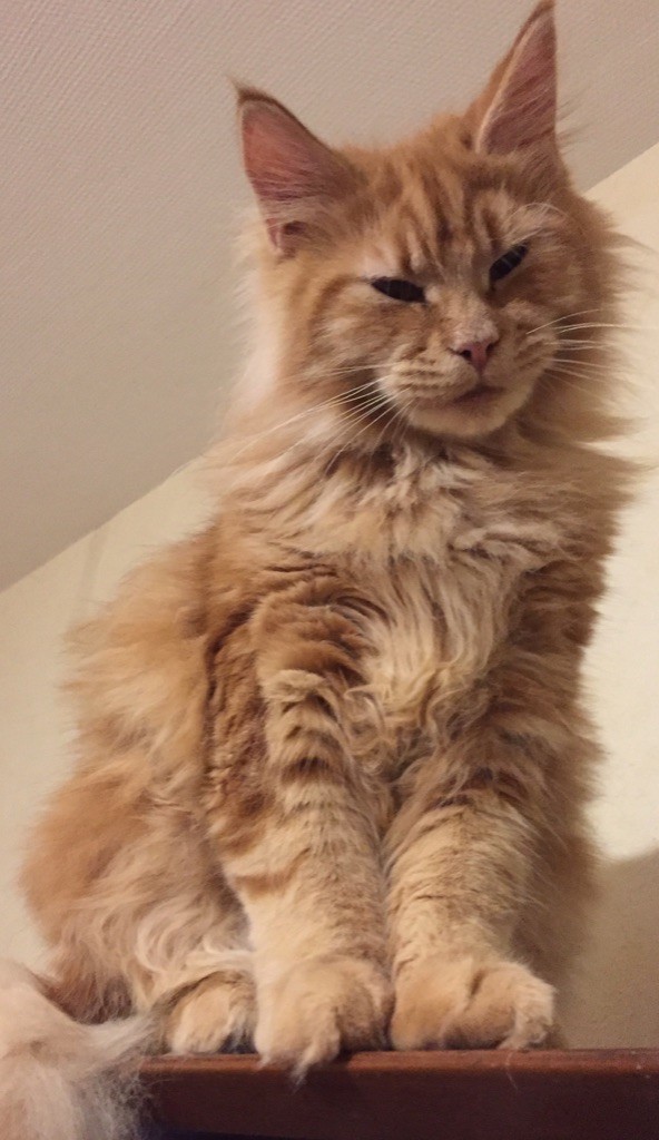 Rafiki du Mont d'Elarwin