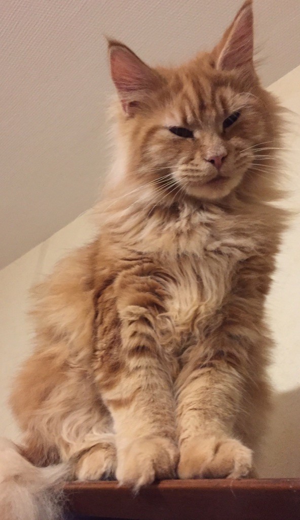 Maine Coon - Rafiki du Mont d'Elarwin