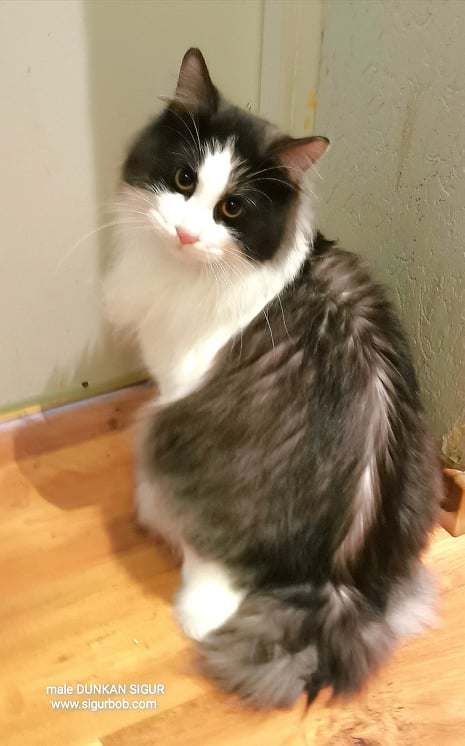 Kurilian Bobtail poil court et poil long - CH. Dunkan sigur