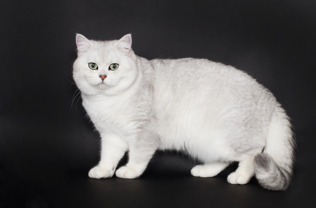 British Shorthair et Longhair - CH. Walt Disney von stellvis