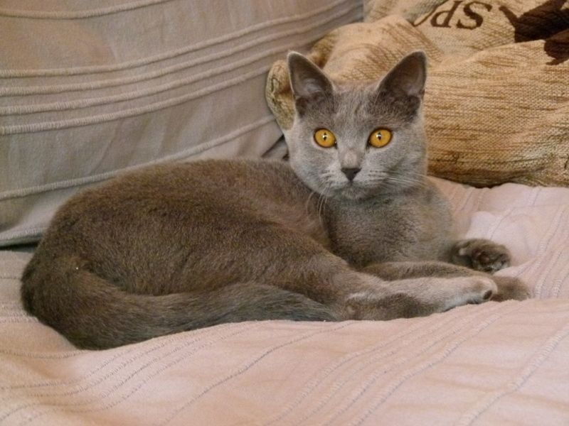 Chartreux - Mya des bleus de Jade