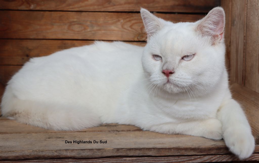 British Shorthair et Longhair - CH. Olwen Des Highlands Du Sud