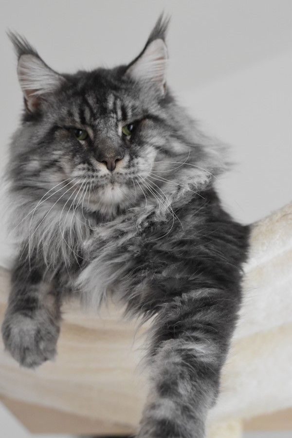 Maine Coon - Gaston of beauty wizards