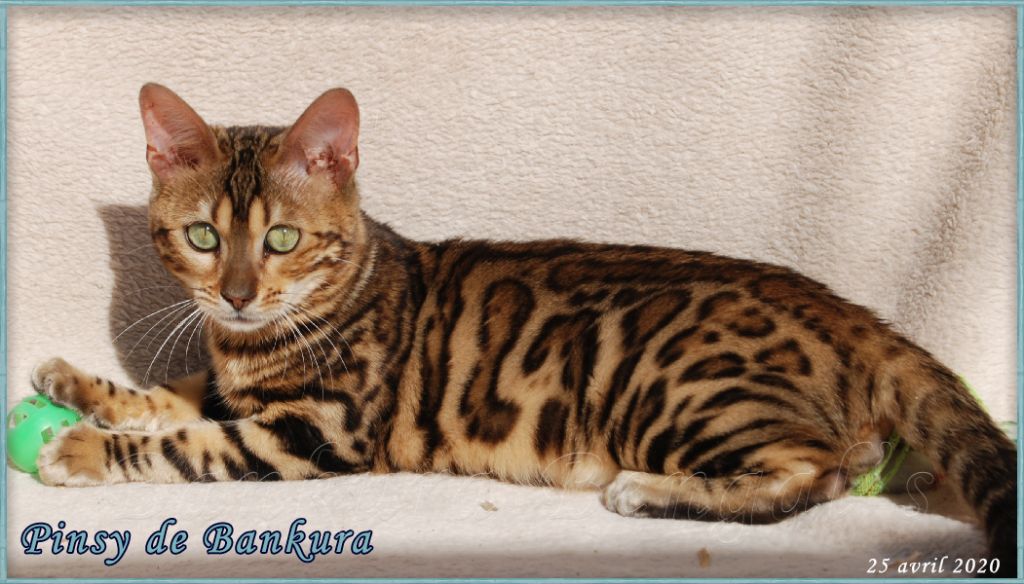 Pinsy Bankura Bengal's