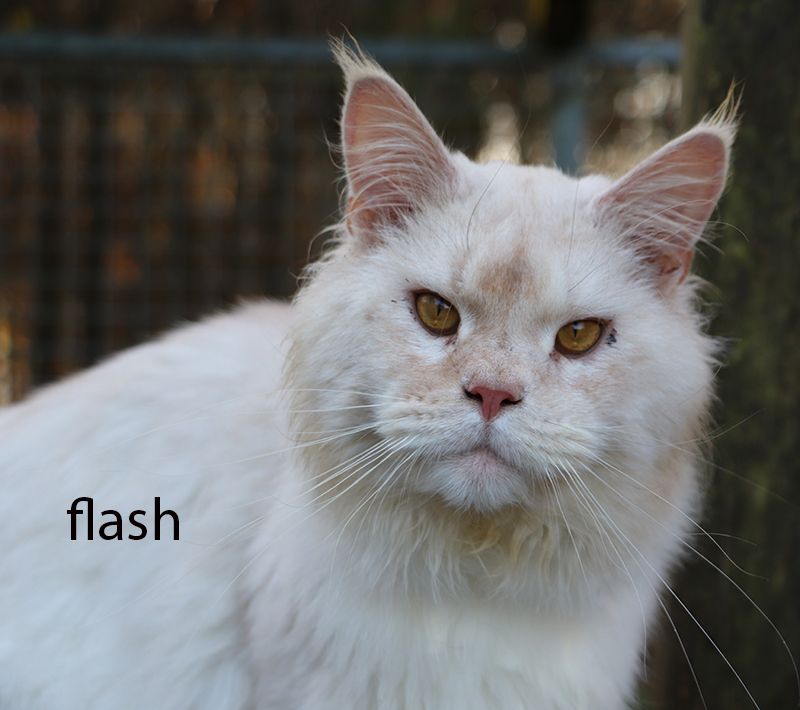 Maine Coon - Flash for black draco's Sans Affixe