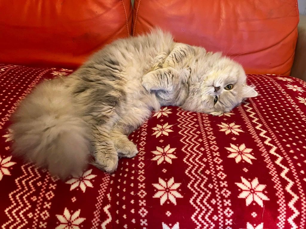 British Shorthair et Longhair - Tahiti Des Infiny Cheshire