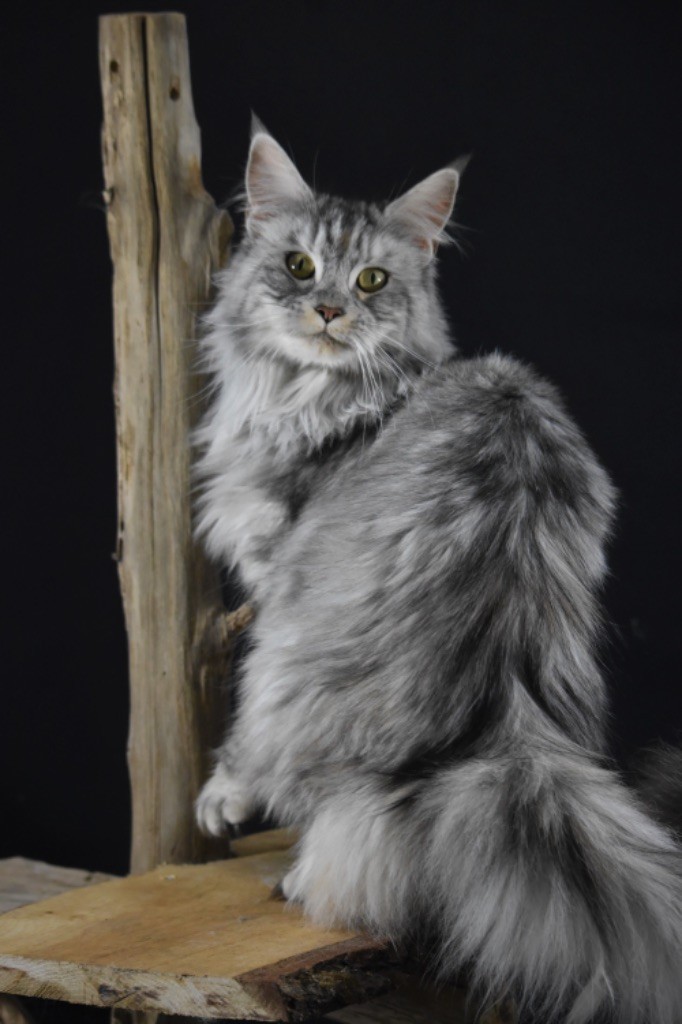 Maine Coon - Tanaka De L'Arche D'Isid'Or
