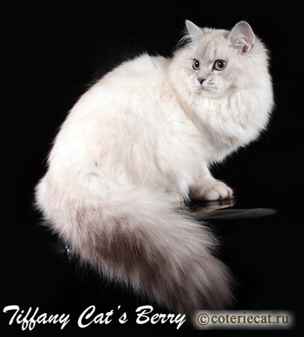 British Shorthair et Longhair - Tiffany cat's berry