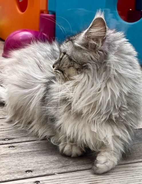 Maine Coon - Zia Plume