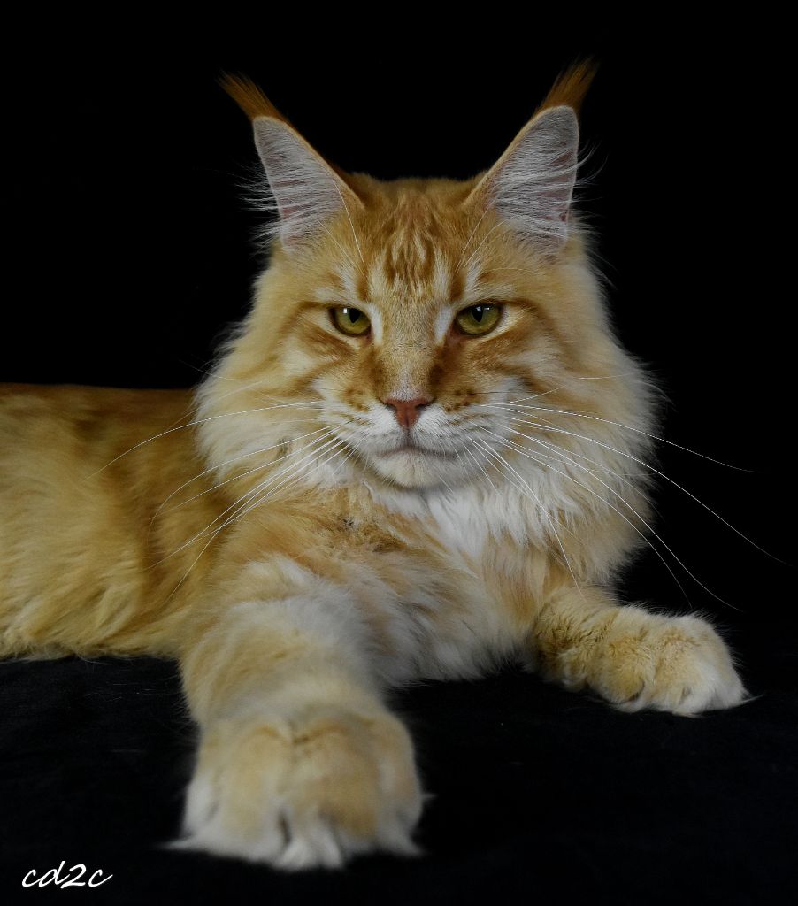 Maine Coon - witchcoon's Shangai