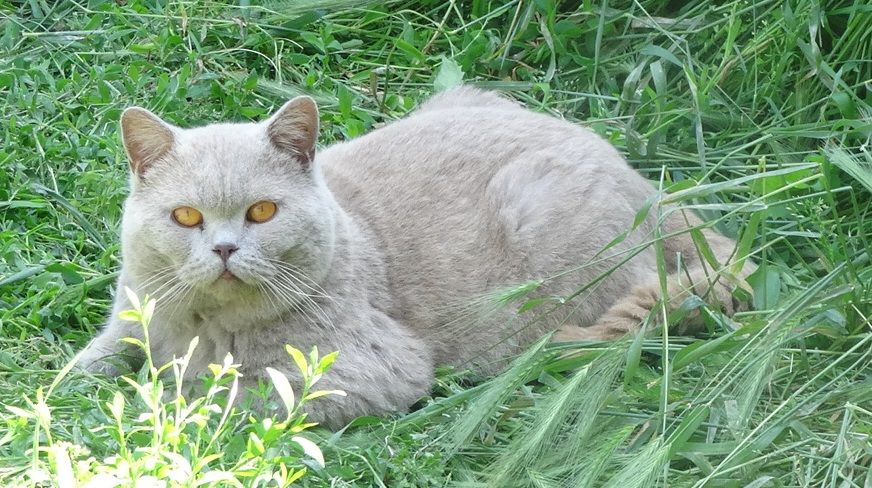 British Shorthair et Longhair - Moon D'Oup-Ouaout