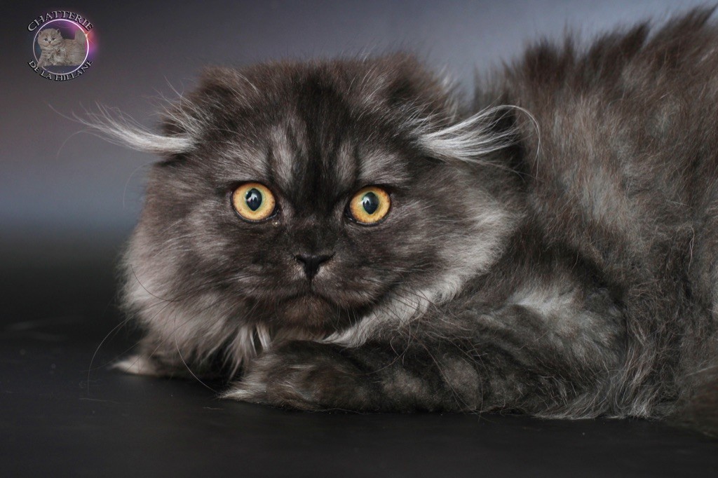 British Shorthair et Longhair - Snickers Des Pebbles Cats