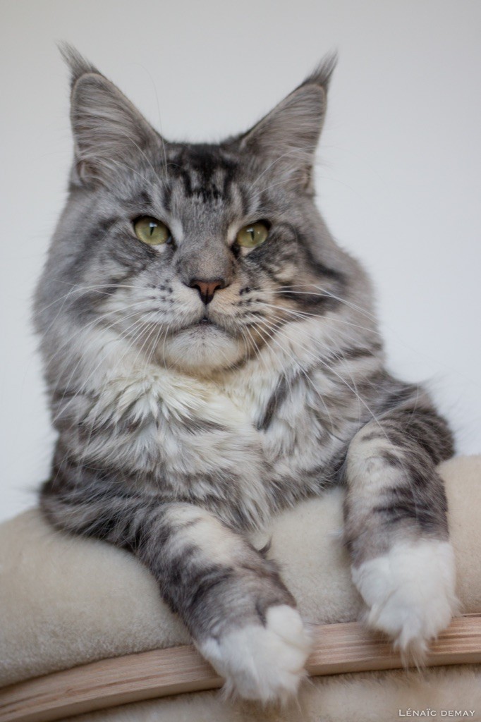 Maine Coon - Reijiro de mourre-frais