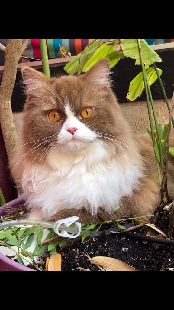 British Shorthair et Longhair - Olympea De La Hillane